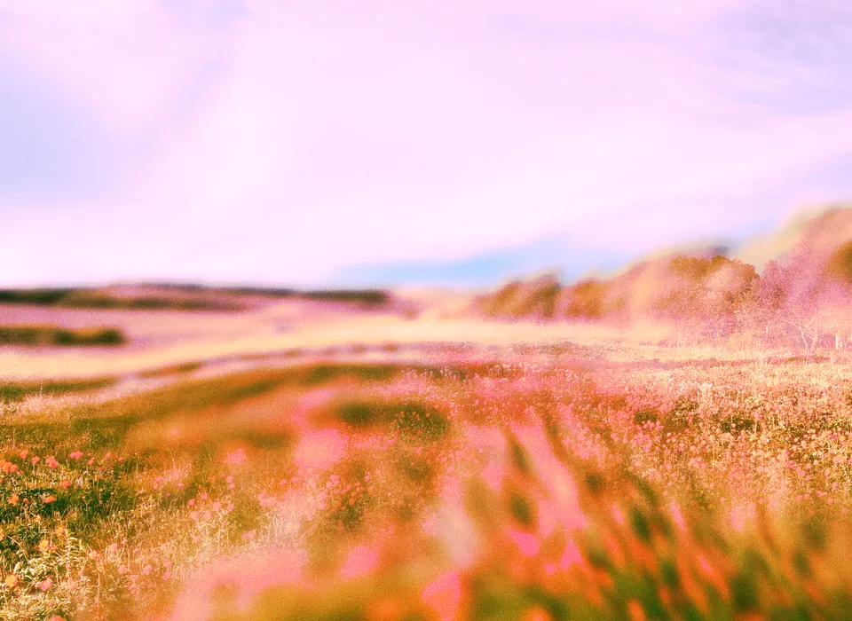 A meadow of pink and orange wildflowers stretching toward low hills under a soft pink sky.