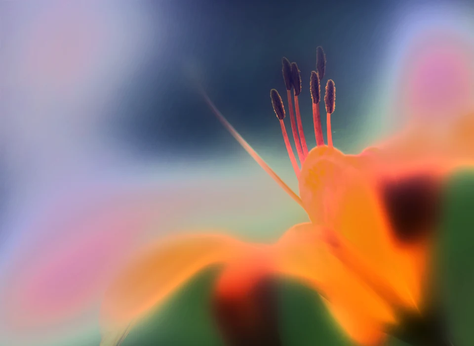 An orange flower in soft focus against a violet and green background.