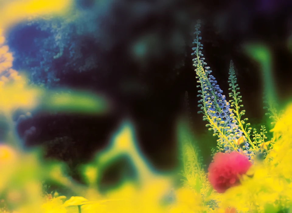 Tall flower stems rising through a vivid yellow and green garden.