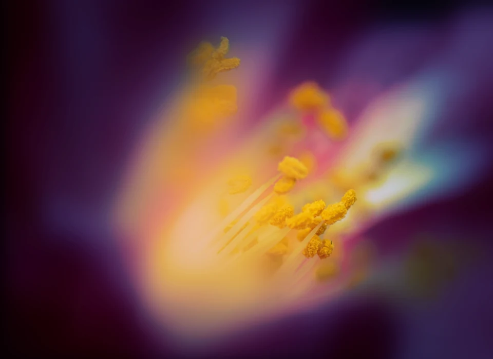 Golden flower stamens glowing against a deep purple background.