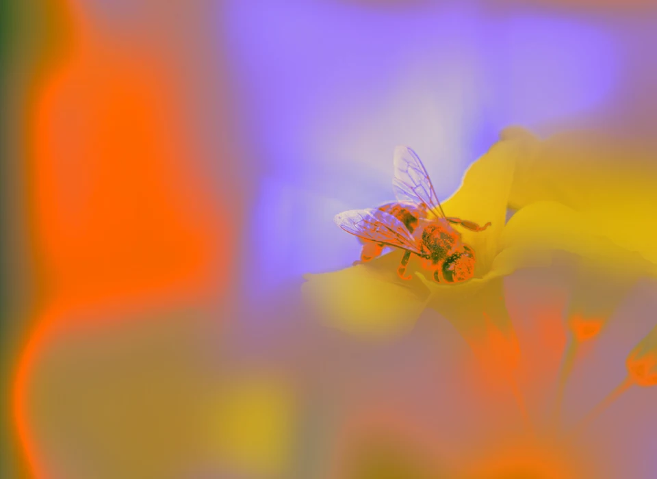 A bee on a yellow flower against vivid orange and violet colors.